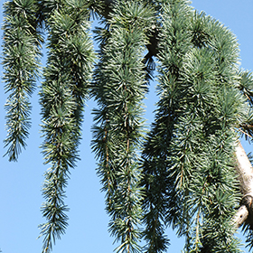 Plant Photo 1