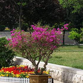Plant Photo 1