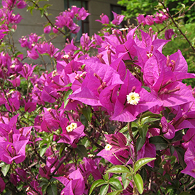 Plant Photo 1