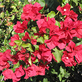Plant Photo 5