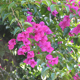Plant Photo 4