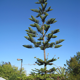 Plant Photo 7