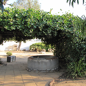 Plant Photo 8