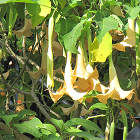 Plant Photo 2