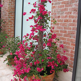 Plant Photo 5