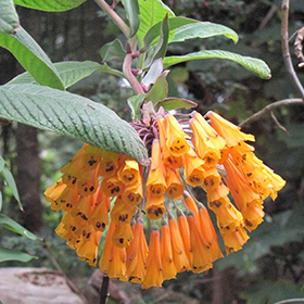 Plant Photo 4