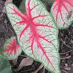 Plant Photo 10