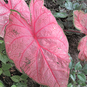 Plant Photo 8