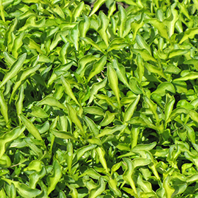 Plant Photo 6