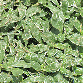 Plant Photo 6