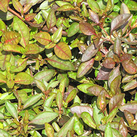 Plant Photo 4