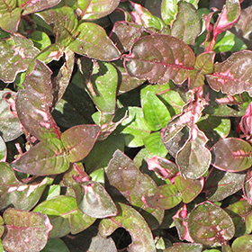 Plant Photo 5