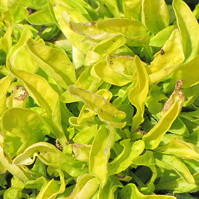Plant Photo 3