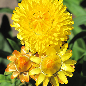 Plant Photo 3