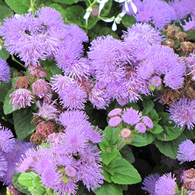 Plant Photo 5