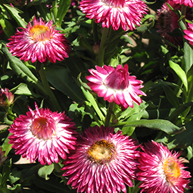 Plant Photo 1