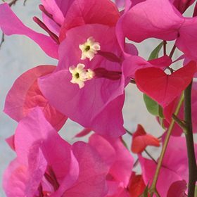 Plant Photo 10