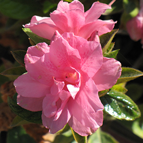 Plant Photo 5