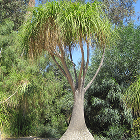 Plant Photo 8