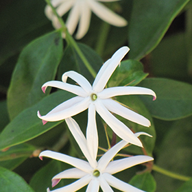 Plant Photo 6