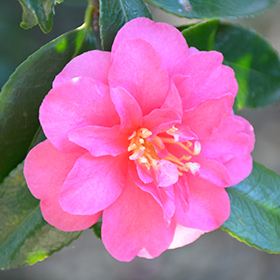 Plant Photo 5