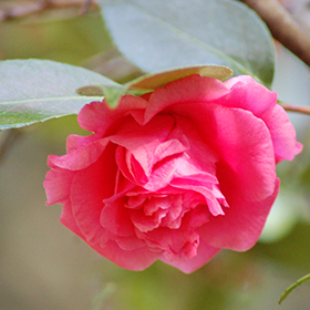 Plant Photo 5