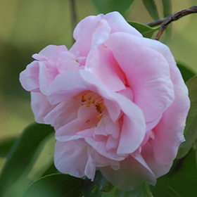 Plant Photo 4