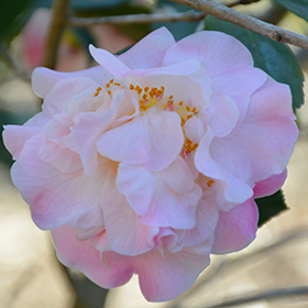 Plant Photo 9