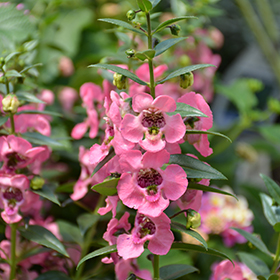 Plant Photo 5