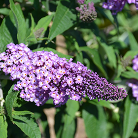 Plant Photo 2