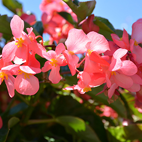 Plant Photo 2