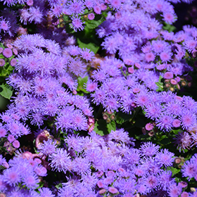 Plant Photo 3