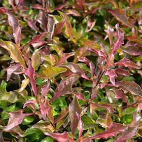 Plant Photo 7