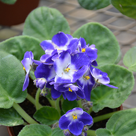 Plant Photo 9
