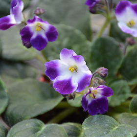 Plant Photo 8