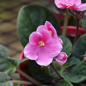 Plant Photo 6
