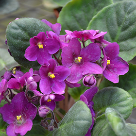 Plant Photo 7