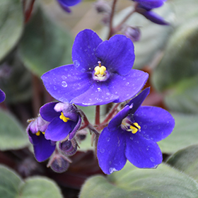 Plant Photo 5