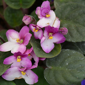 Plant Photo 10
