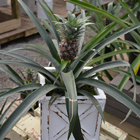 Plant Photo 7