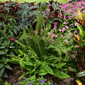 Plant Photo 8