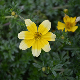 Plant Photo 4