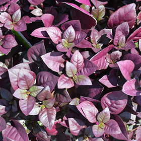 Plant Photo 10