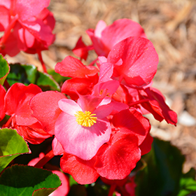 Plant Photo 1