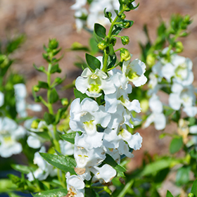 Plant Photo 10