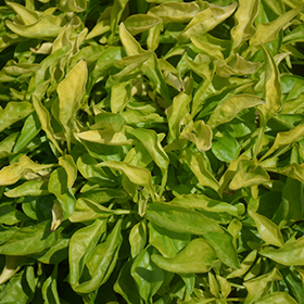 Plant Photo 6