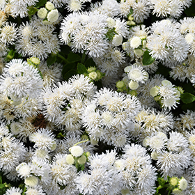 Plant Photo 2