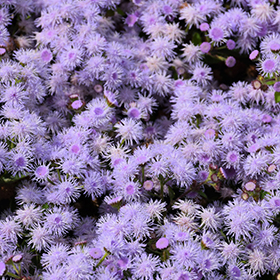 Plant Photo 1