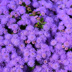 Plant Photo 9