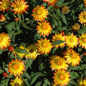 Plant Photo 6
